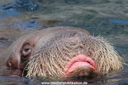 Hagenbeck 06062013 065
