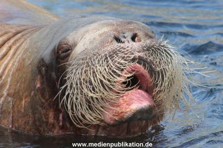 Hagenbeck 09052013 006