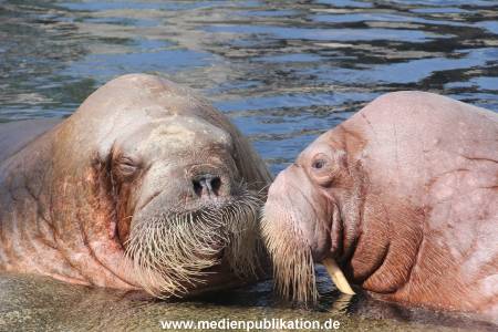 Hagenbeck 09052013 007