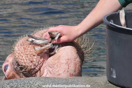 Hagenbeck 09052013 008
