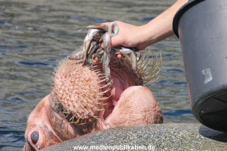 Hagenbeck 09052013 009