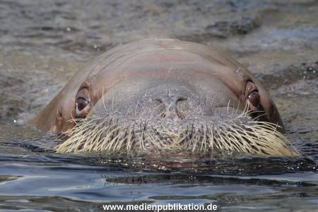 Hagenbeck 10082013 027