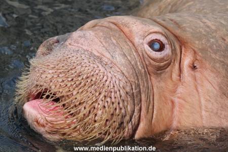 Hagenbeck 10082013 028