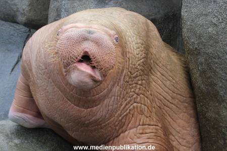 Hagenbeck 10082013 029