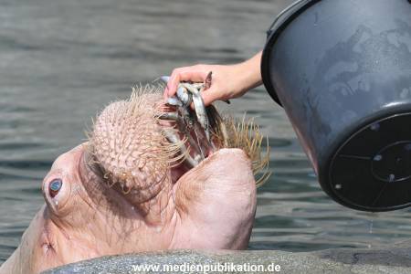 Hagenbeck 10082013 030