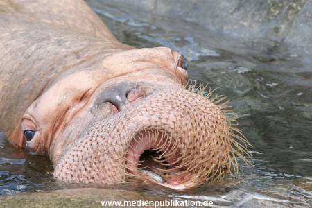 Hagenbeck 10082013 031