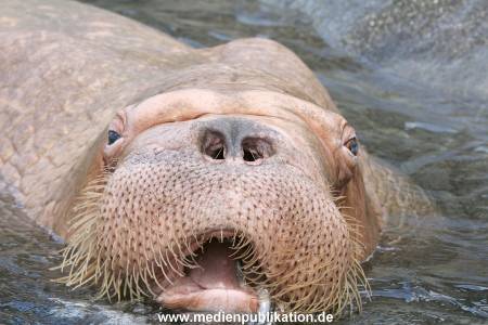 Hagenbeck 10082013 032