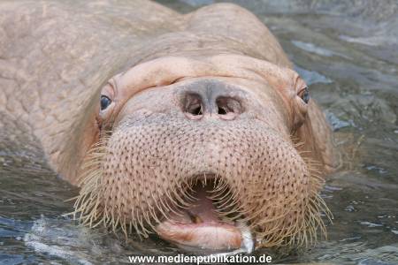 Hagenbeck 10082013 034