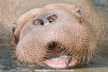 Hagenbeck 10082013 035