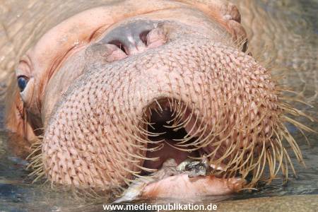 Hagenbeck 10082013 036