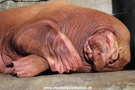 Hagenbeck 11042014 003