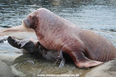 Hagenbeck 14012014 004