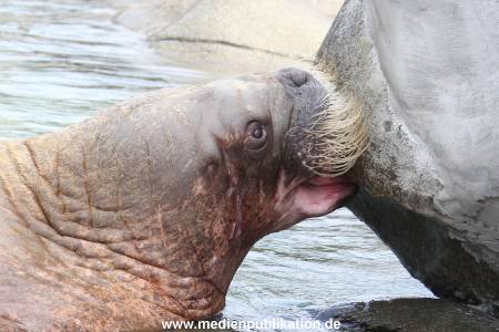 Hagenbeck 16052013 007