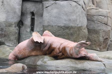 Hagenbeck 16052013 008