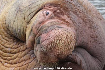 Hagenbeck 16052013 009