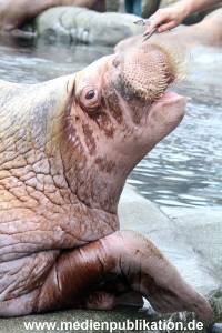 Hagenbeck 16052013 011