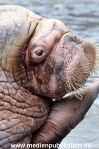 Hagenbeck 16052013 013