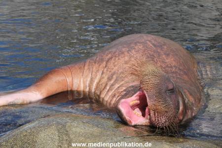 Hagenbeck 25082014 005