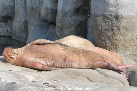 Hagenbeck 25082014 006