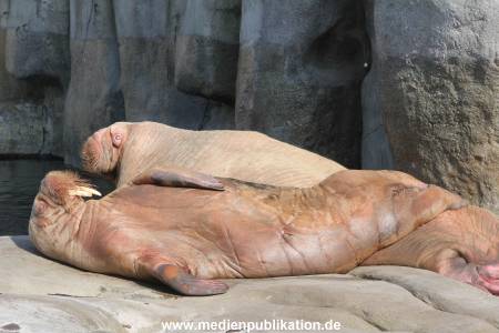 Hagenbeck 25082014 008