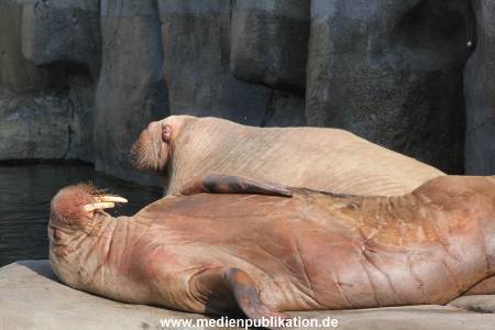 Hagenbeck 25082014 010
