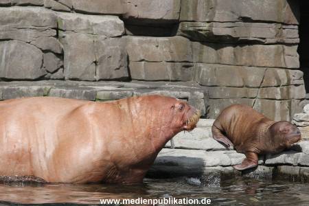 Hagenbeck 25082014 012