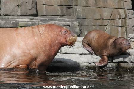 Hagenbeck 25082014 013