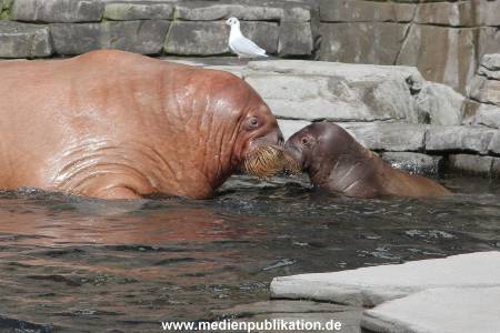 Hagenbeck 25082014 015