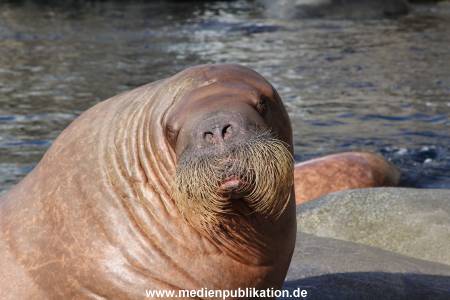 Hagenbeck 26092013 037