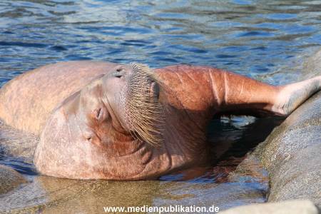 Hagenbeck 26092013 038