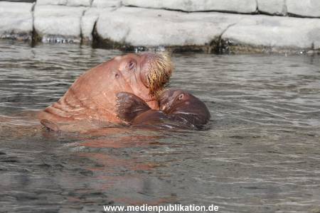 Hagenbeck 26102014 001