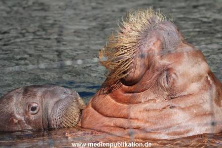 Hagenbeck 26102014 002