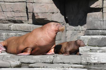 Hagenbeck 26102014 006