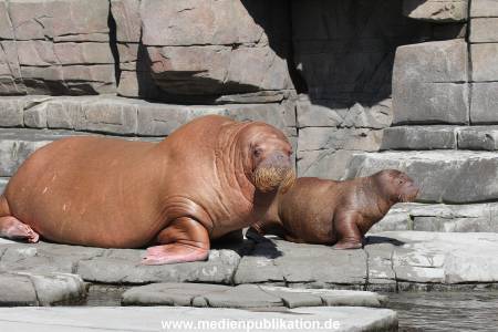 Hagenbeck 26102014 007