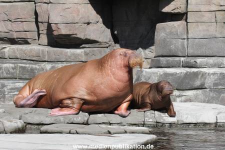 Hagenbeck 26102014 008