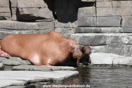 Hagenbeck 26102014 010