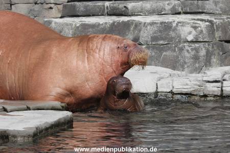 Hagenbeck 26102014 011