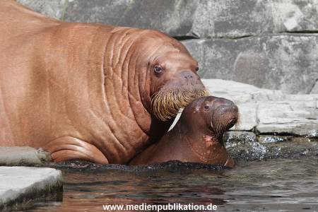 Hagenbeck 26102014 012