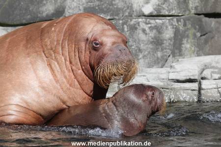Hagenbeck 26102014 013