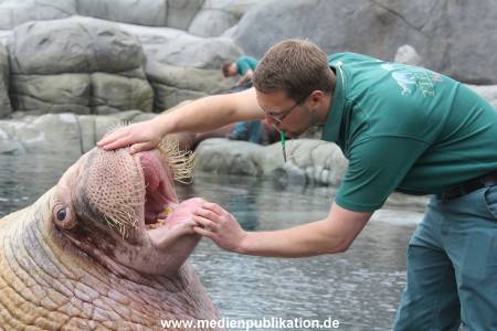Hagenbeck Inventur 16052013 051