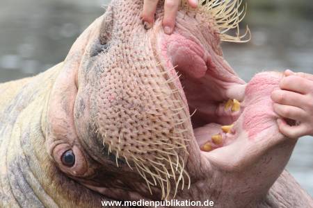 Hagenbeck Inventur 16052013 052