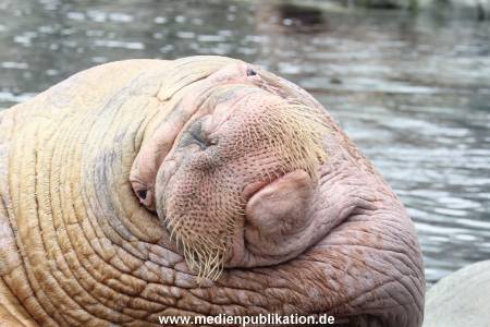 Hagenbeck Inventur 16052013 054
