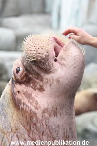 Hagenbeck Inventur 16052013 055