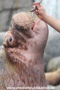 Hagenbeck Inventur 16052013 056