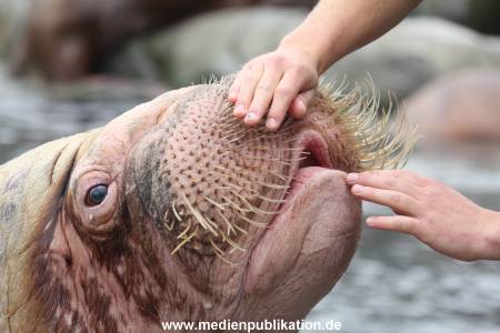 Hagenbeck Inventur 16052013 061