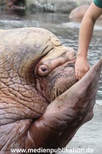 Hagenbeck Inventur 16052013 062