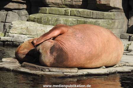 Hagenbeck 24042016 001