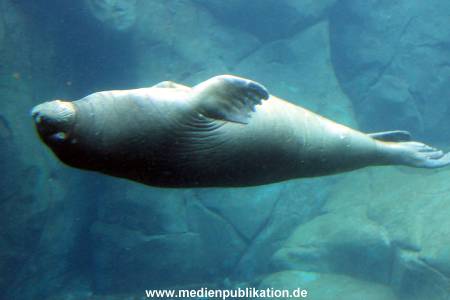 Eismeer Hagenbeck 05072012 035