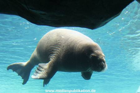 Eismeer Hagenbeck 05072012 036