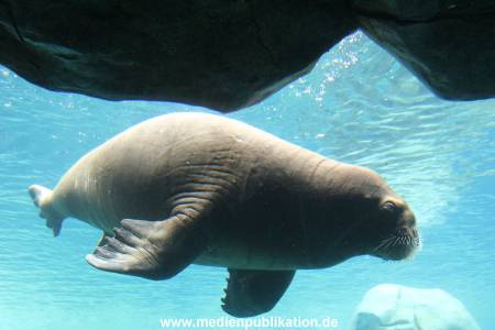 Eismeer Hagenbeck 05072012 037